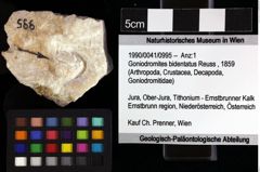 Foto (Objket + Etiketten) von Goniodromites bidentatus (Reuss, 1859) 